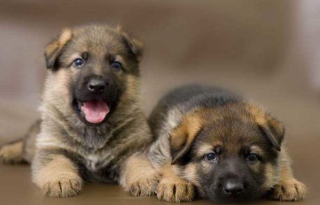 German Shepherd Puppies for sale