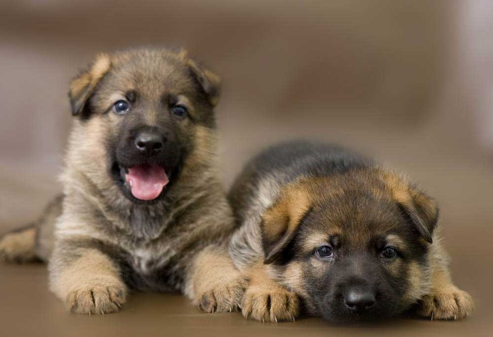 German Shepherd Puppies for sale