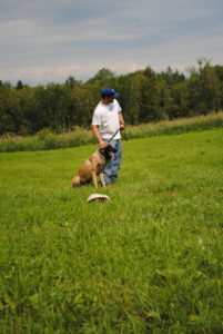 Rocky Family Protection Dog