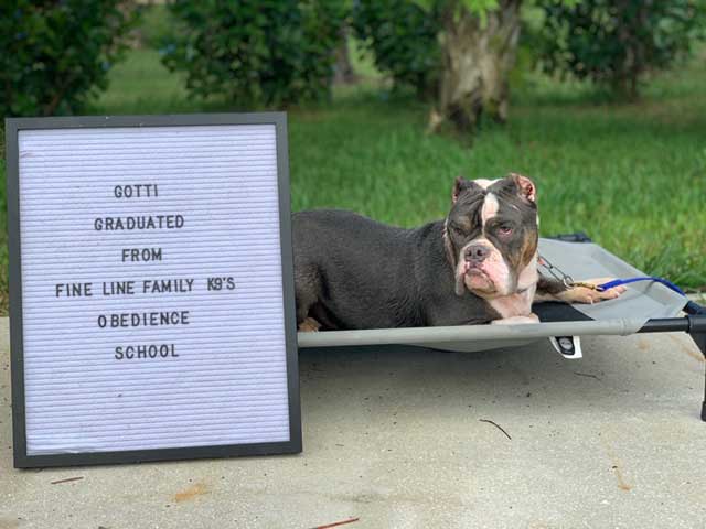 Board and Train Graduate Gotti