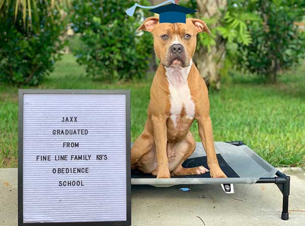 Board and Train Graduate Jaxx