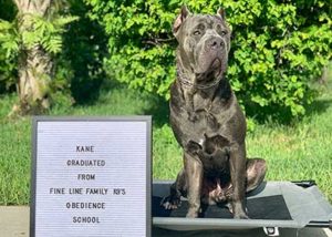 Kane Board and Training Dog