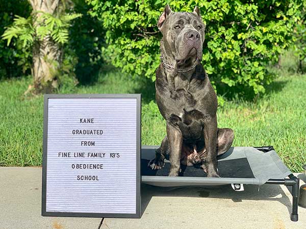 Kane Board and Training Dog