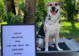 Sheila Board and Train Graduate