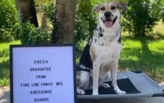 Sheila Board and Train Graduate