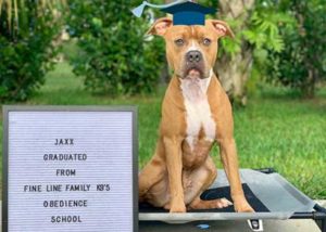 Board and Train Graduate Jaxx