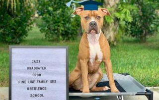 Board and Train Graduate Jaxx