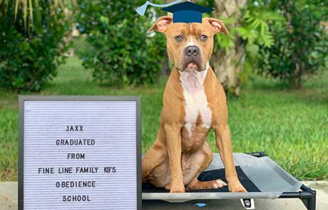 Board and Train Graduate Jaxx