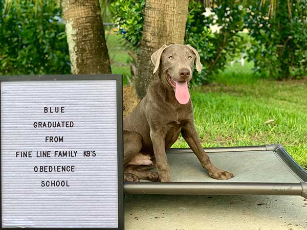 Blue Board and Train Graduate