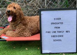 Cider Dog Training Graduate