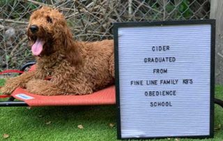 Cider Dog Training Graduate