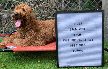 Cider Dog Training Graduate