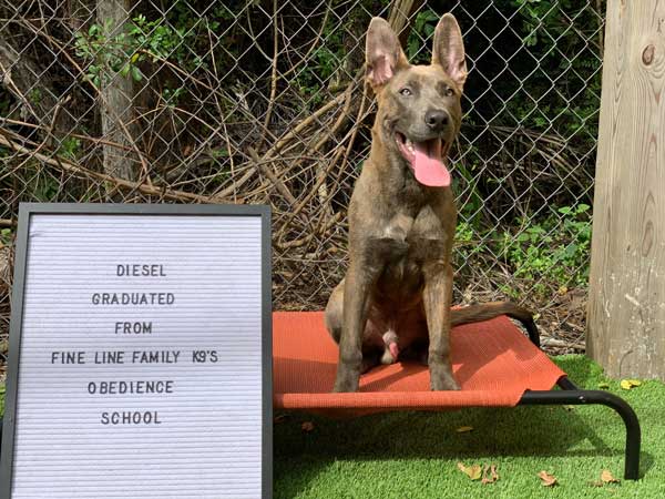 Diesel Dog Training Graduate