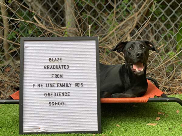 Blaze Dog Training Graduate