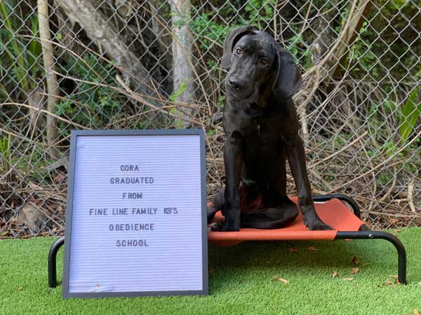 Cora Dog Training Graduate