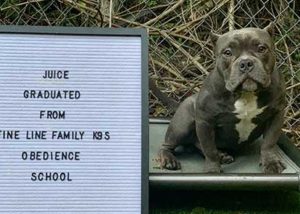 Juice Dog Training Graduate