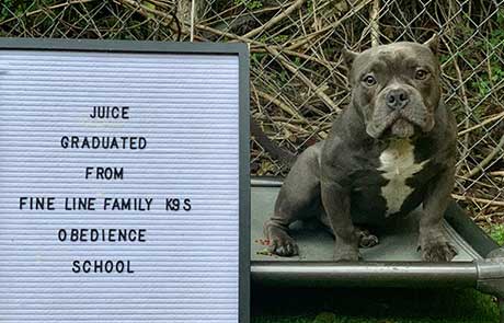 Juice Dog Training Graduate