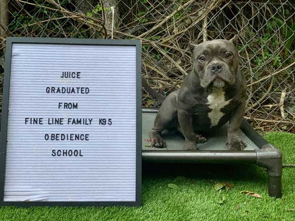 Juice Dog Training Graduate