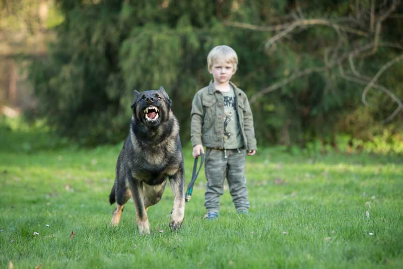 Protection Dog and Child