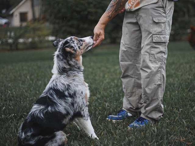 Australian Shepherd being trained by Steve Cabral from Family Protection Dogs