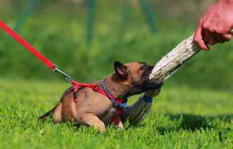 Belgian Malinois puppy