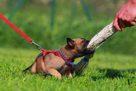 Belgian Malinois puppy