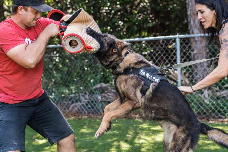 Chance - Family Protection German Shepherd