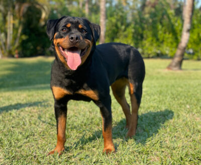 Noir - Family Protection Dog Rottweiler