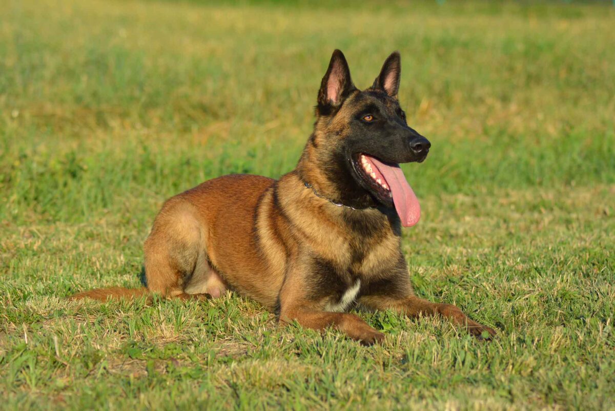 Bren - Belgian Malinois - Family Protection Dog