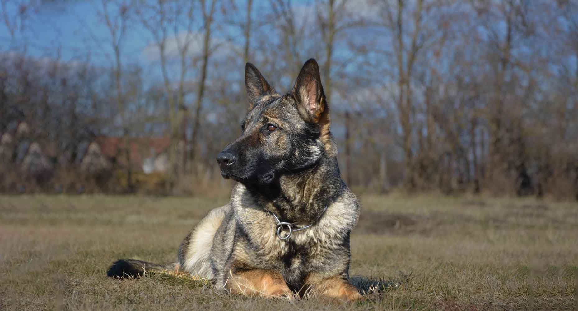 German Shephard Family Protection Dog Lea