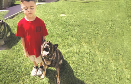 German Sheppard Family Protection Dog with young boy