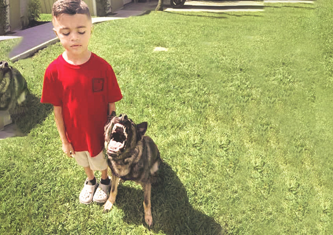 German Sheppard Family Protection Dog with young boy
