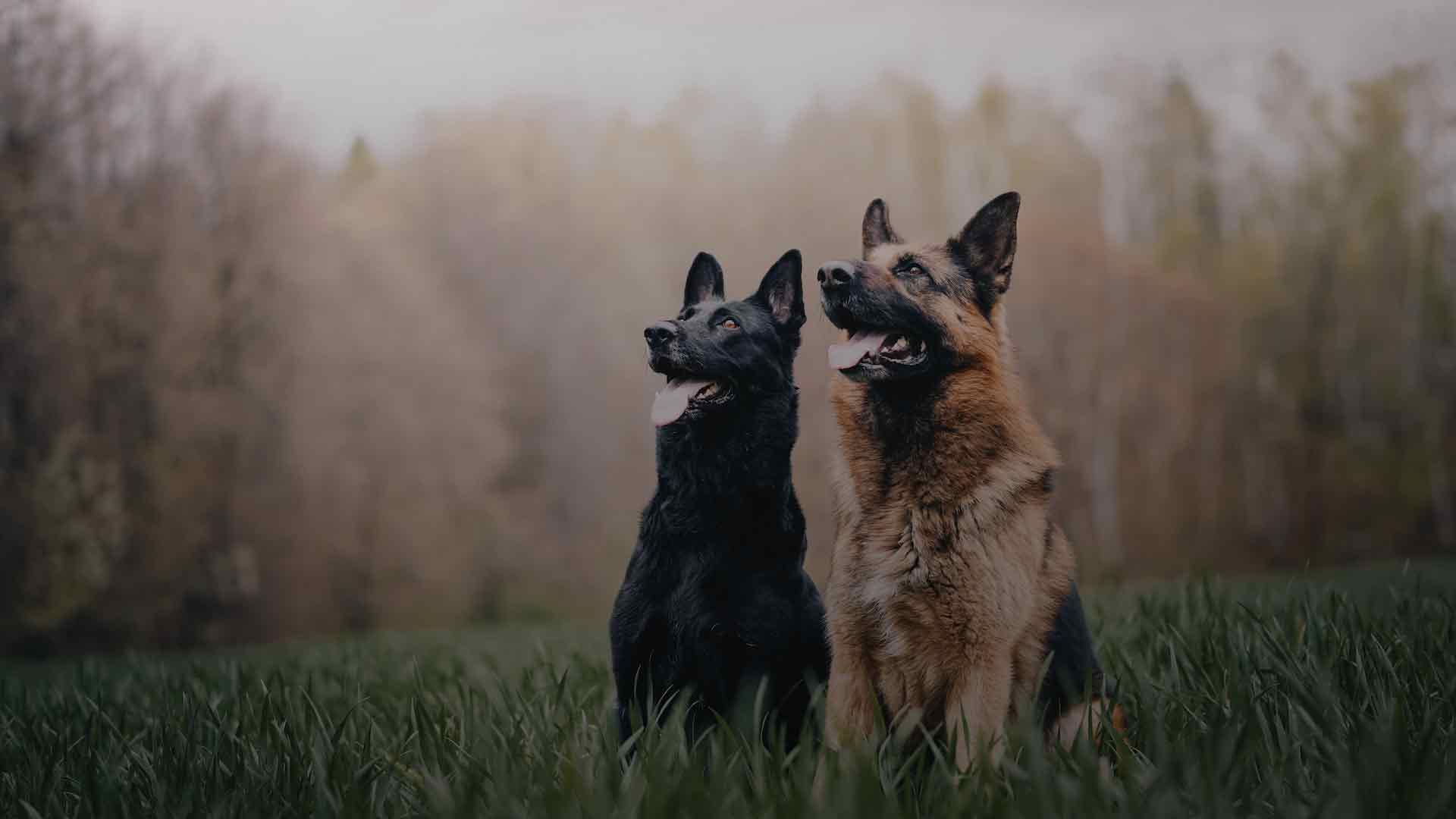 two well trained German Shepherd Dogs outside with foggy trees
