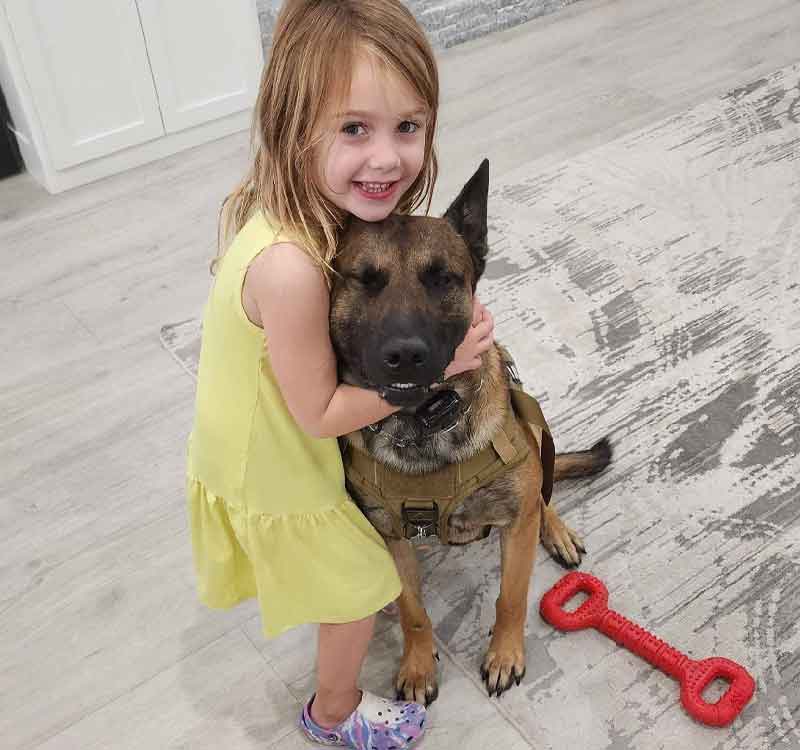 German Shephard Bolt Family Protection Sold Protection Dogs