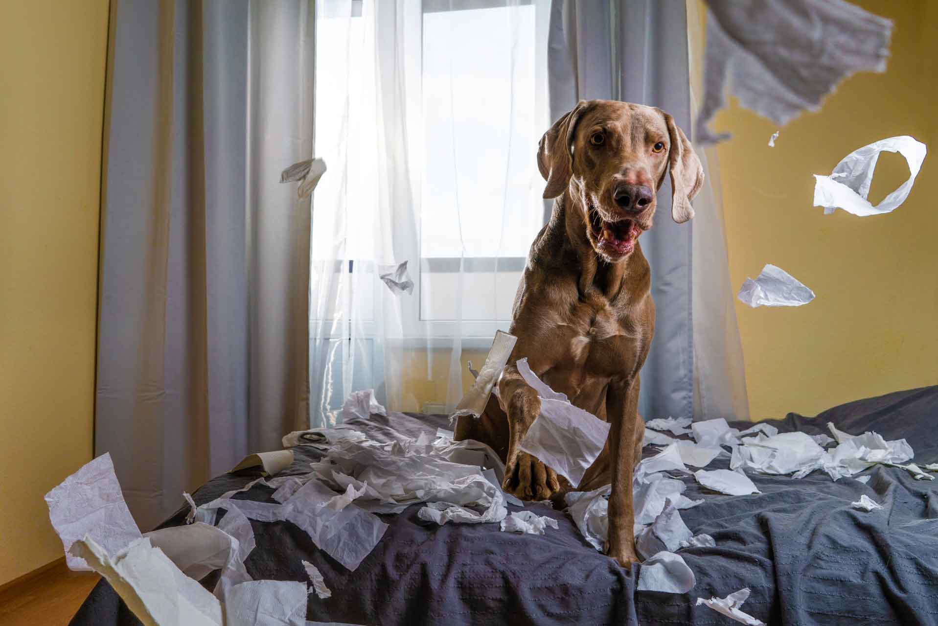Weimaraner dog the dog is playing on the bed. ripped the paper.
