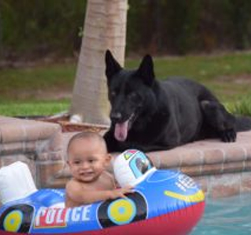 German Shephard Family Protection Sold Protection Dogs