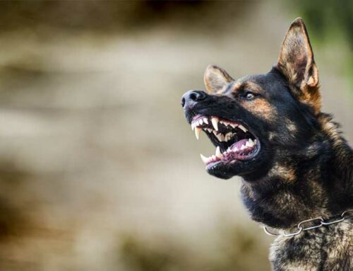 Executive Level Protection Dogs: What Makes Them Different?