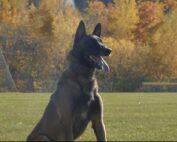 Belgian Malinois Family Protection Dog Bren