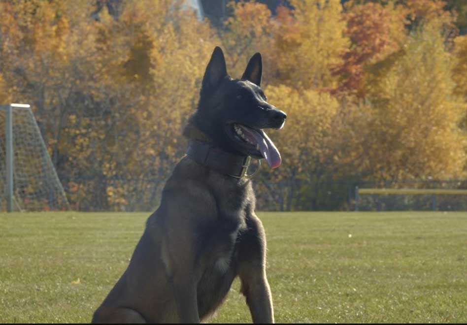 Belgian Malinois Family Protection Dog Bren