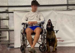 Belgian Malinois Family Protection Dog Bren Wheelchair