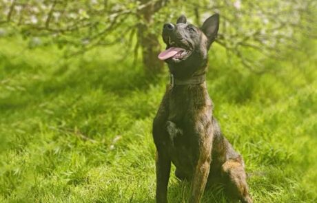 Dutch Shepherd Family Protection Dog