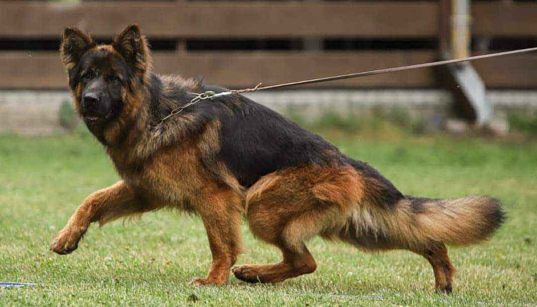 Harmon - German Shepherd - Executive Level Family Protection Dog